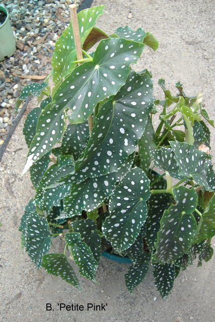 B. ‘Petite Pink’